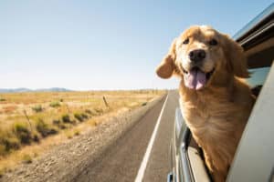 happy golden retriever hanging out a window