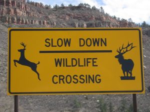 Slow down Wildlife Crossing Yellow Sign