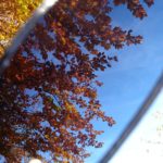 Windshield reflecting a red leave covered tree.