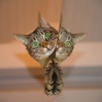 A cat with green eyes looking from behind a glass wall.