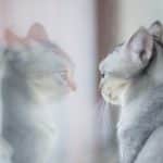 reflective glass