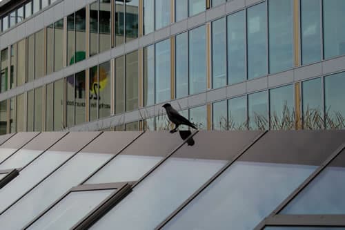 Bird sitting on glass roof