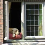 An open casement window with a yellow lab resting in the open section of the window.