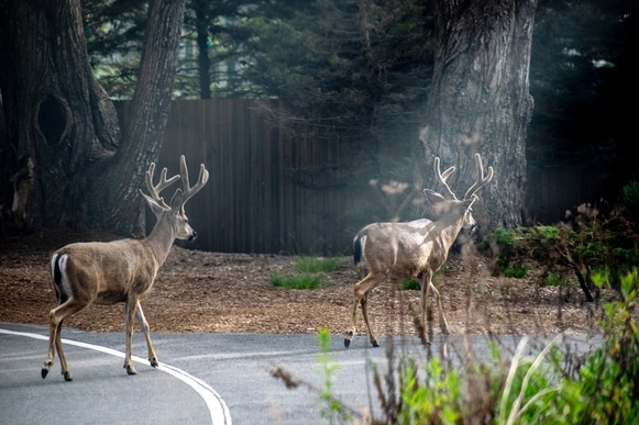 Deer Crossing a Road Deer Crossing a Road