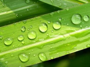 grass-dew