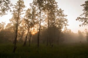 humid-south