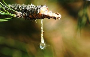 pine-tree-sap