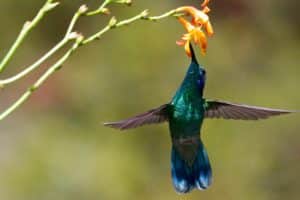 Hummingbird with Flower