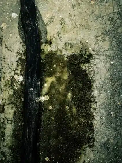 shower-door-mold copy